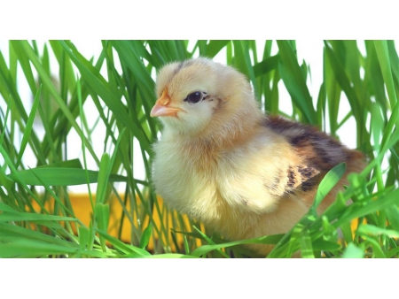 ESSENTION™ β-아포-8'-카로테노산의 에틸 에스테르